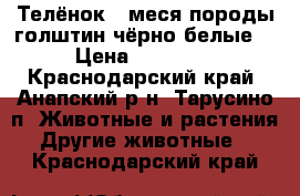 Телёнок 5-меся породы голштин чёрно-белые. › Цена ­ 21 000 - Краснодарский край, Анапский р-н, Тарусино п. Животные и растения » Другие животные   . Краснодарский край